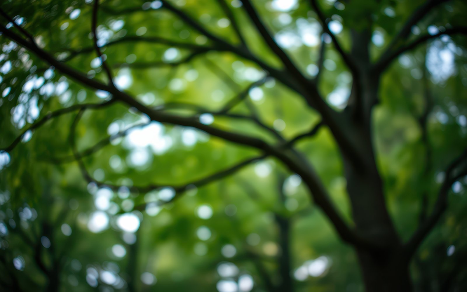 Branches of lush green trees create a natural canopy in a serene forest during daylight hours
